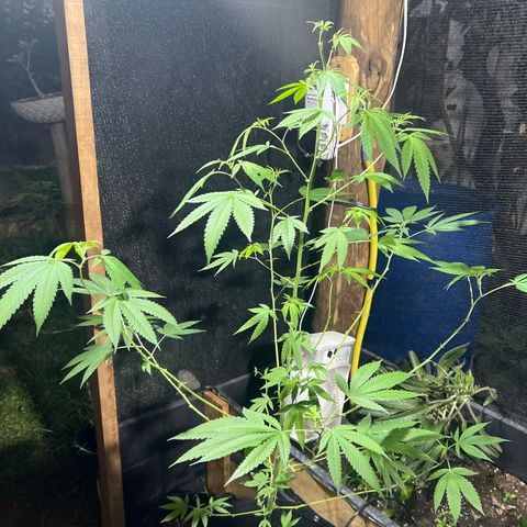 Blue Dream growlog timeline photo