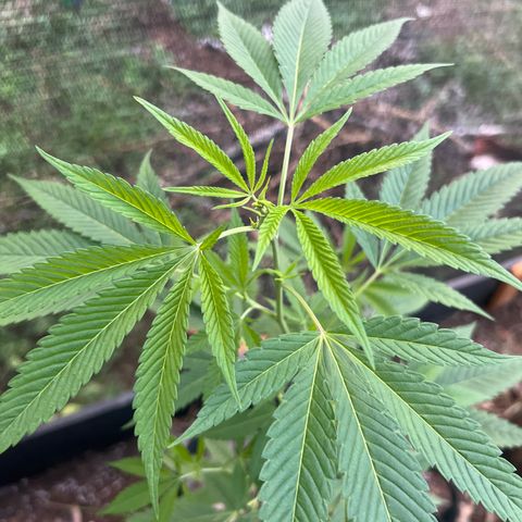 Purple Gorilla clone 1 growlog timeline photo
