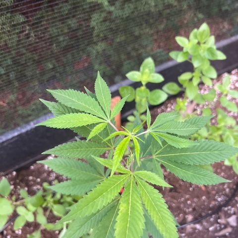 Purple Gorilla clone 2 growlog timeline photo