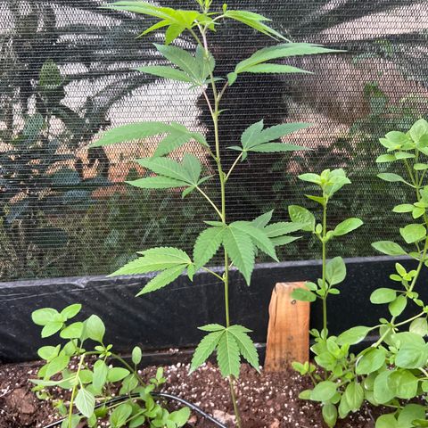 Purple Gorilla clone 2 growlog timeline photo