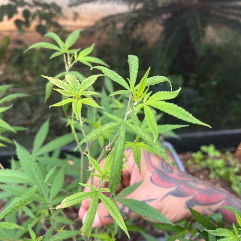 Sour Diesel growlog timeline photo
