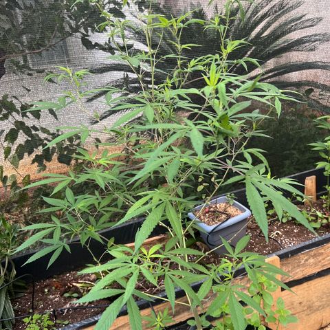 Sour Diesel growlog timeline photo