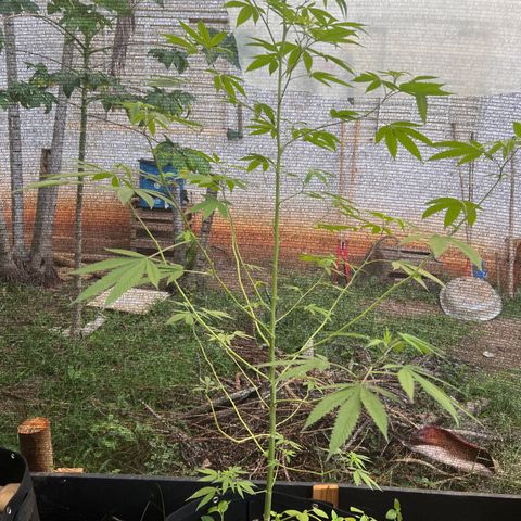 Blue Dream growlog timeline photo
