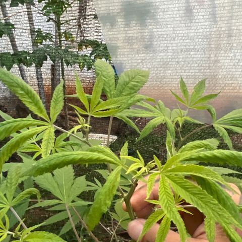 Blue Dream growlog timeline photo
