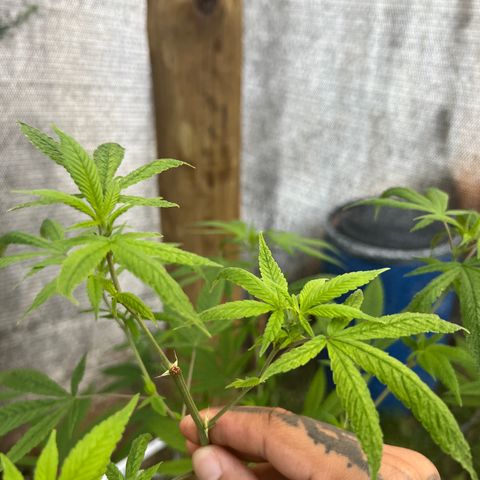 24k Gold growlog timeline photo