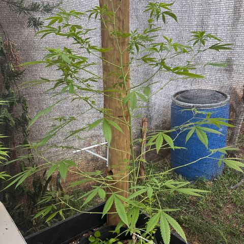24k Gold growlog timeline photo