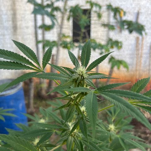 Purple Gorilla clone 1 growlog timeline photo