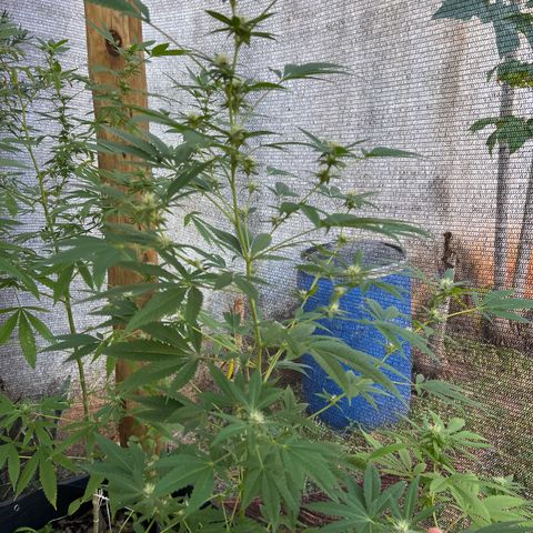 Purple Gorilla clone 1 growlog timeline photo