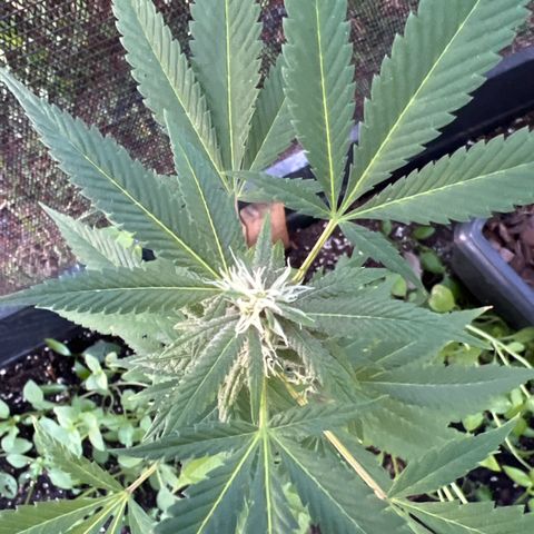 Purple Gorilla clone 2 growlog timeline photo