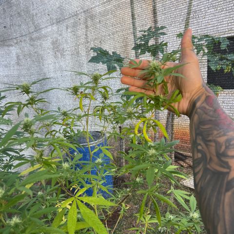Sour Diesel growlog timeline photo