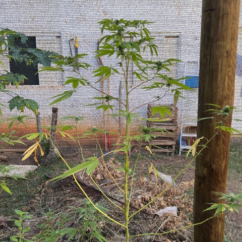 Blue Dream growlog timeline photo