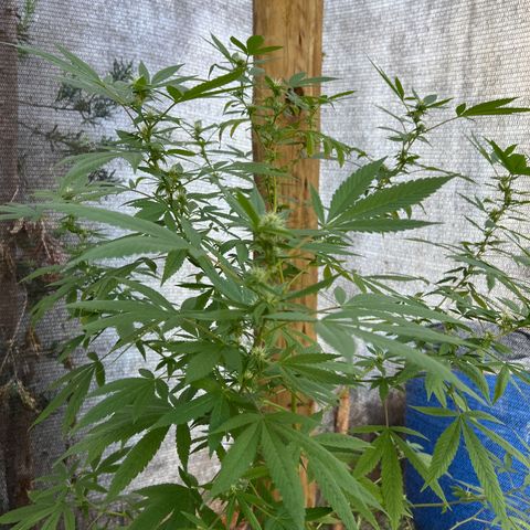 24k Gold growlog timeline photo