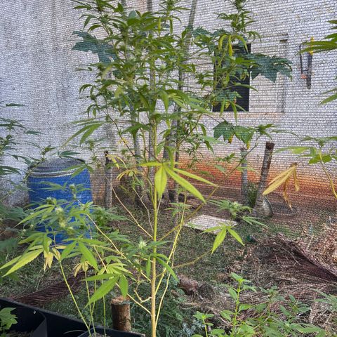 Sour Diesel growlog timeline photo