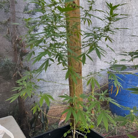 24k Gold growlog timeline photo