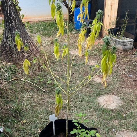 Blue Dream growlog timeline photo