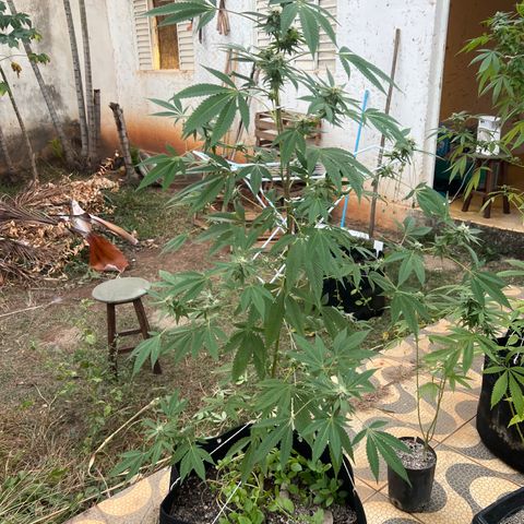 Purple Gorilla clone 1 growlog photo: Feitas amarrações, leve desfolhação e colocado tala