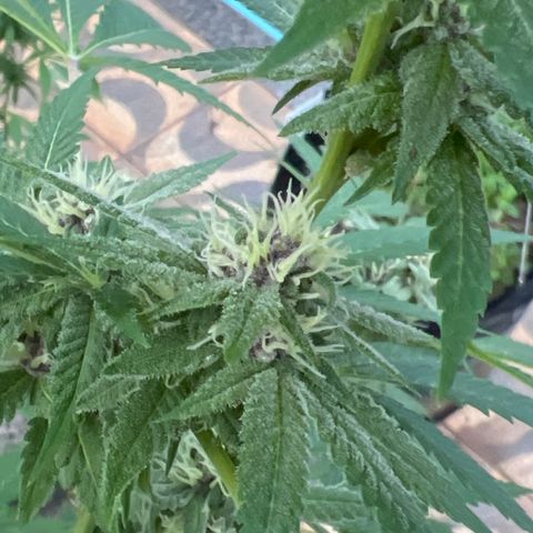 Purple Gorilla clone 1 growlog photo: Feitas amarrações, leve desfolhação e colocado tala