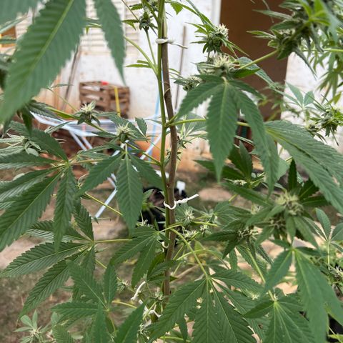 Purple Gorilla clone 1 growlog photo: Feitas amarrações, leve desfolhação e colocado tala