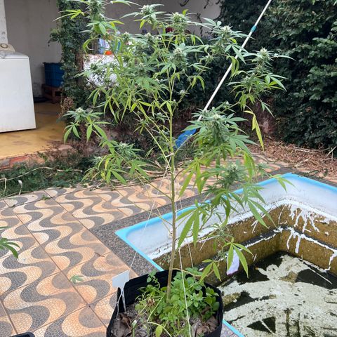Sour Diesel growlog photo: Feito amarras e leve desfolhação de folhas velhas e deficientes 
