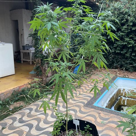 24k Gold growlog photo: Feitas várias amarras pois estava com todos os galhos tombando e feita desfolhação considerável 