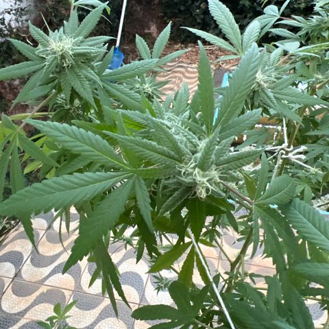 24k Gold growlog photo: Feitas várias amarras pois estava com todos os galhos tombando e feita desfolhação considerável 
