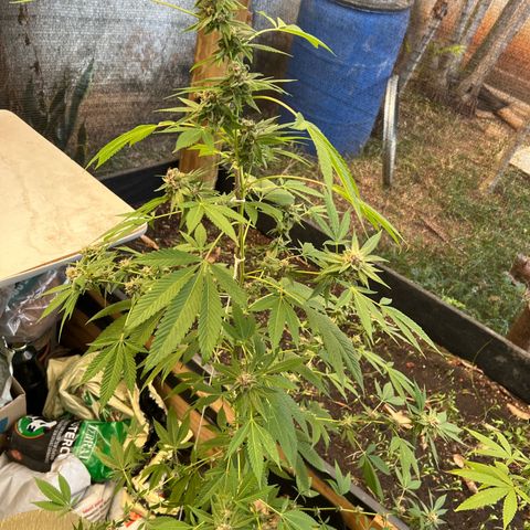 Purple Gorilla clone 1 growlog timeline photo