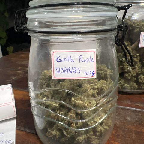 Purple Gorilla clone 1 growlog timeline photo