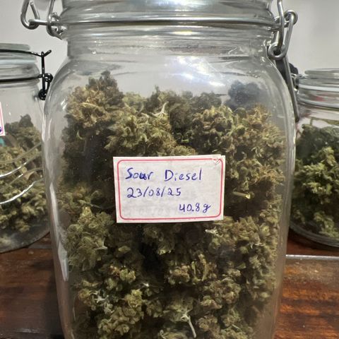 Sour Diesel growlog timeline photo