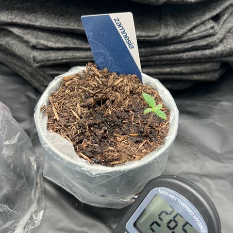 Sour diesel zamnesia  growlog timeline photo