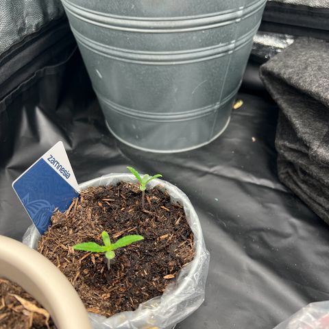 Sour diesel zamnesia  growlog timeline photo