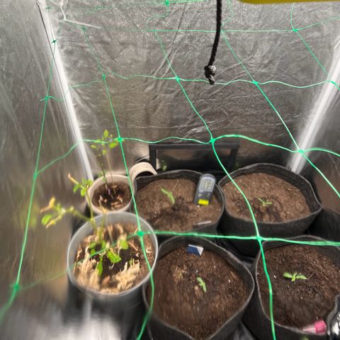 Sour diesel zamnesia  growlog timeline photo