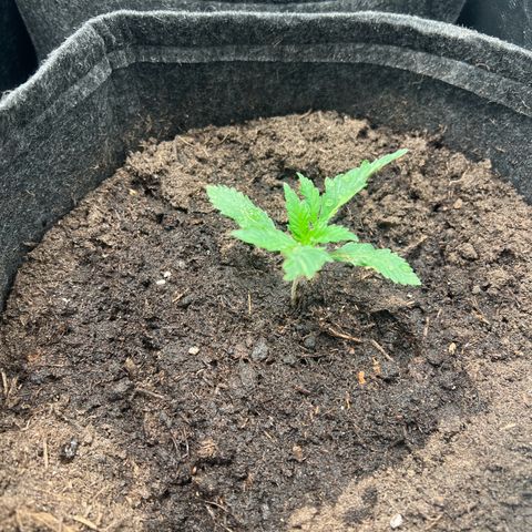 Runtz zamnesia  growlog timeline photo