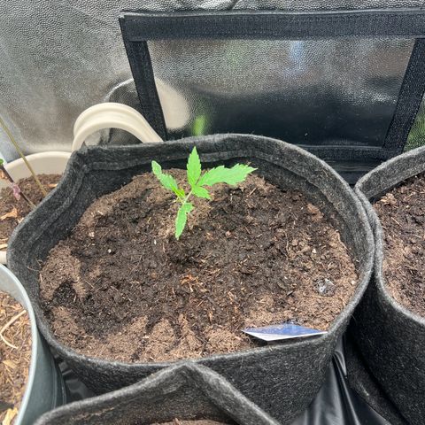 Gelato zamnesia growlog timeline photo