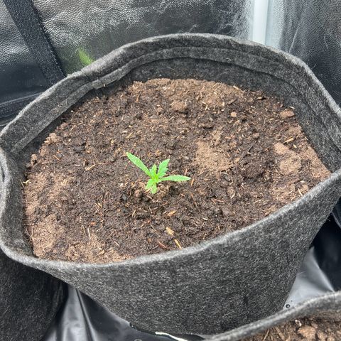Gelato zamnesia growlog timeline photo