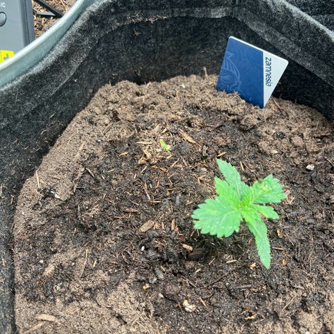 Sour diesel zamnesia  growlog timeline photo