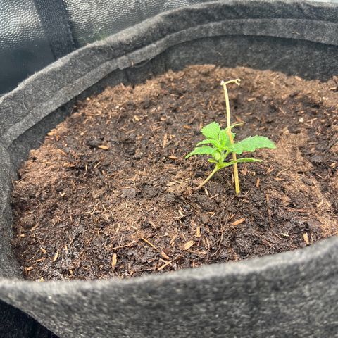 Gelato zamnesia growlog timeline photo