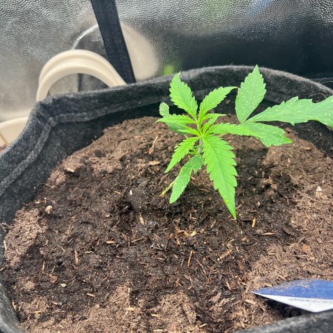 Gelato zamnesia growlog timeline photo