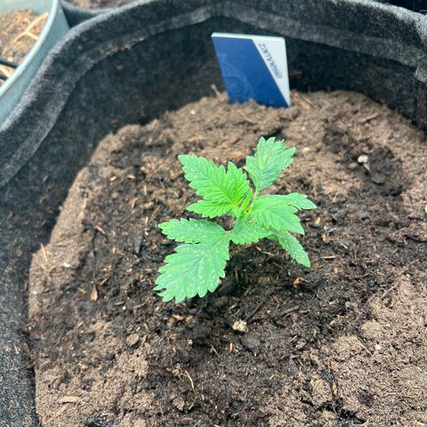 Sour diesel zamnesia  growlog timeline photo