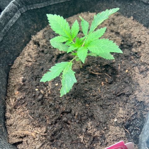 Runtz zamnesia  growlog timeline photo