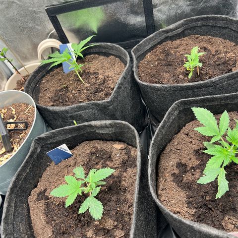Gelato zamnesia growlog timeline photo