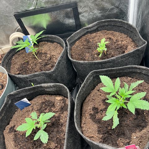 Gelato zamnesia growlog timeline photo