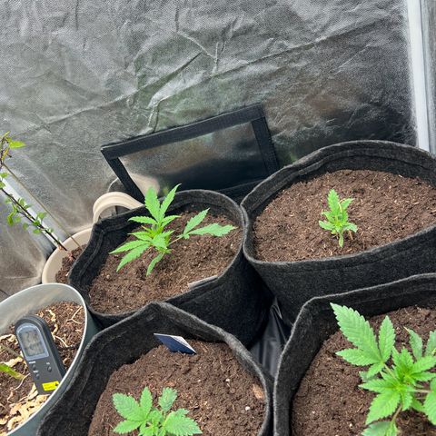 Gelato zamnesia growlog timeline photo