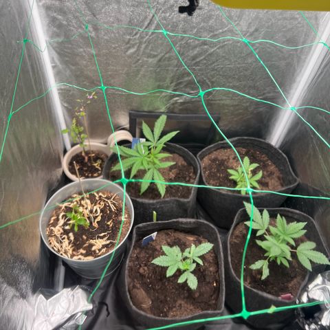 Sour diesel zamnesia  growlog timeline photo