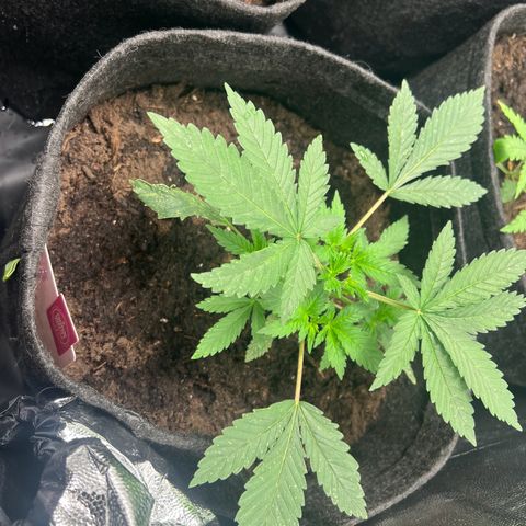 Runtz zamnesia  growlog timeline photo