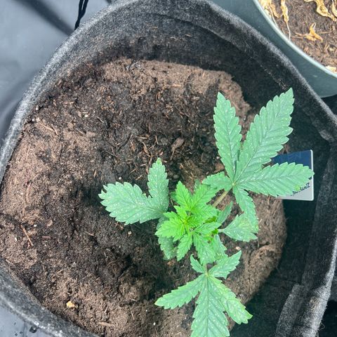 Sour diesel zamnesia  growlog timeline photo