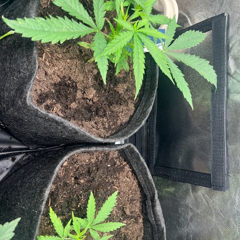 Gelato zamnesia growlog timeline photo