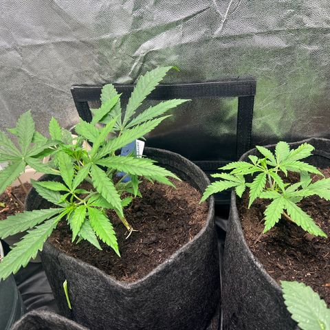 Gelato zamnesia growlog timeline photo