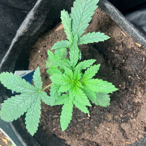 Sour diesel zamnesia  growlog timeline photo