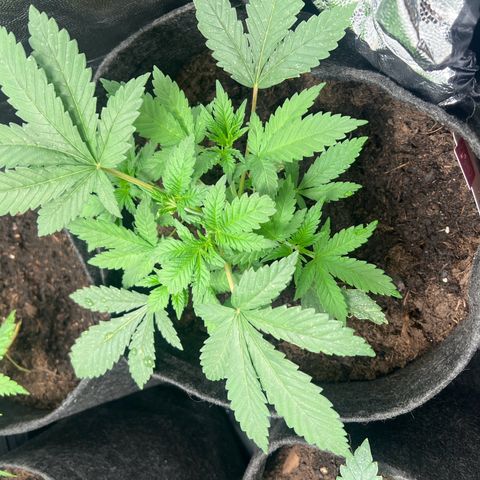 Runtz zamnesia  growlog timeline photo