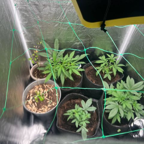 Sour diesel zamnesia  growlog timeline photo